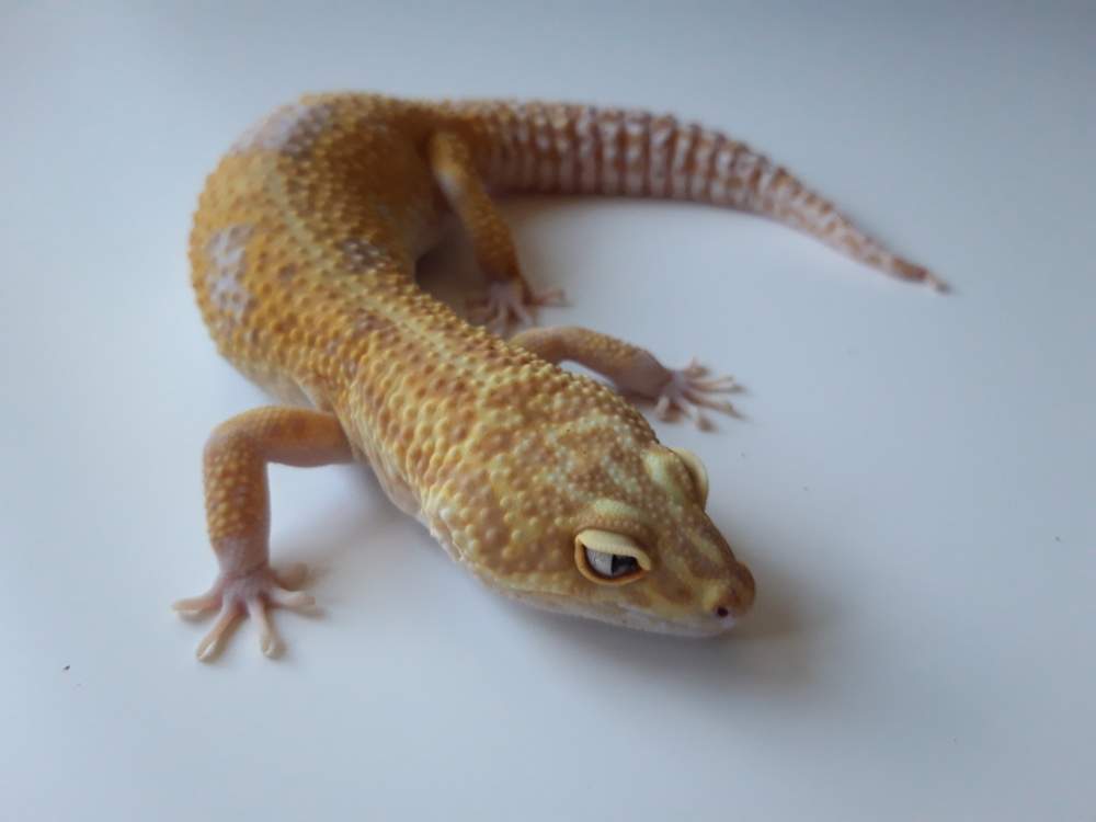 Leopard gecko Breeder Eublepharis macularius 