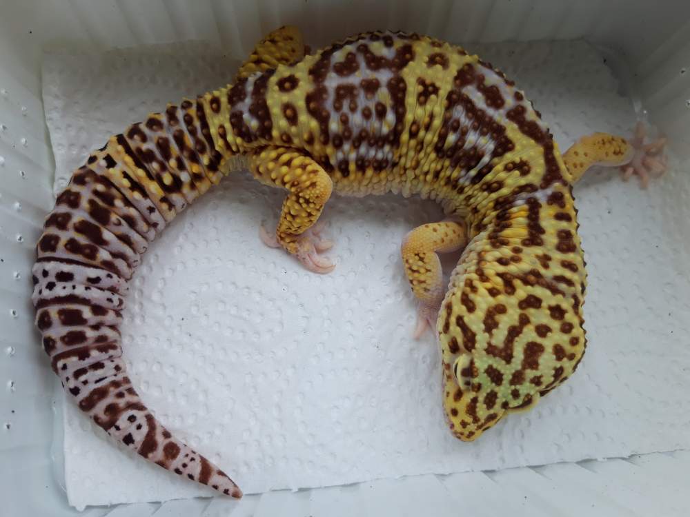 Leopard gecko Breeder Eublepharis macularius 