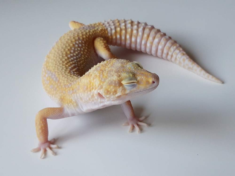 Leopard gecko Breeder Eublepharis macularius 