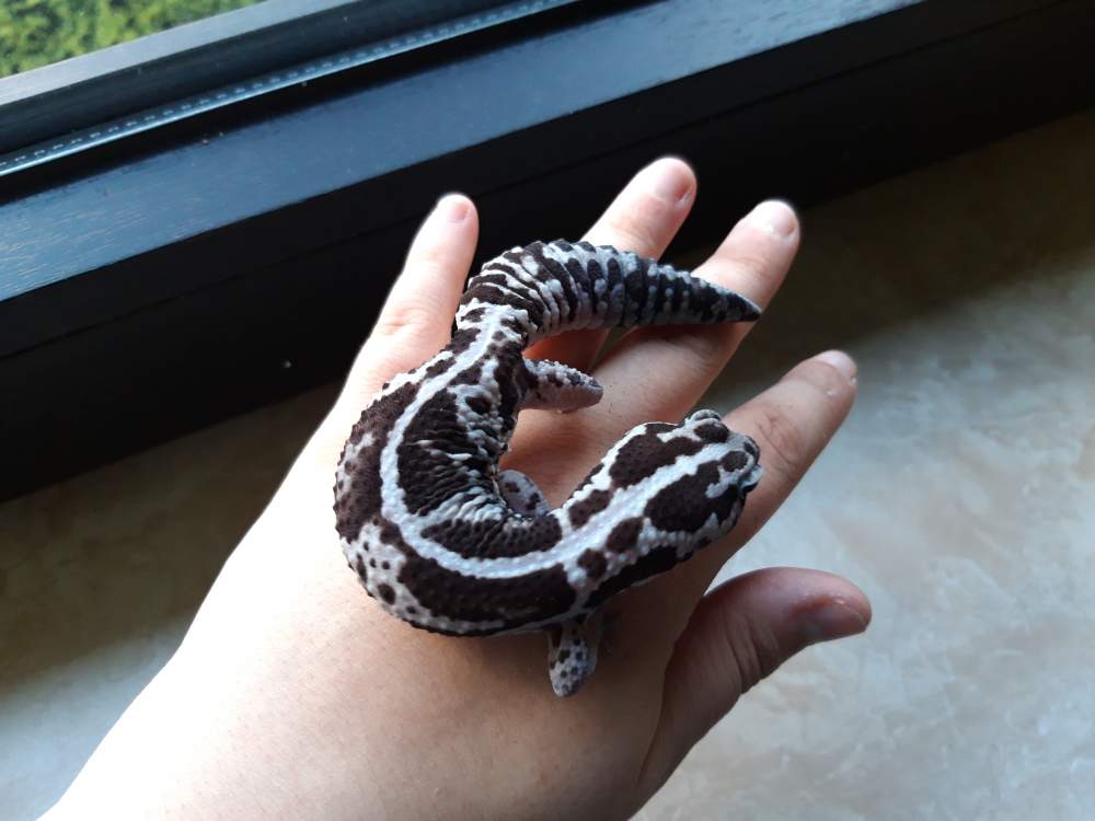 African fat-tailed gecko Breeder Hemitechonyx caudicinctus 