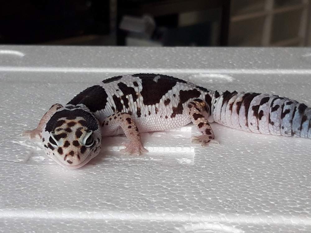 African fat-tailed gecko Breeder Hemitechonyx caudicinctus 