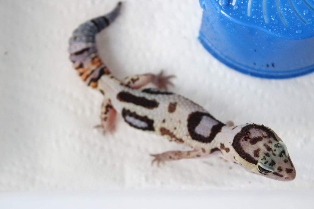 African fat-tailed gecko Breeder Hemitechonyx caudicinctus 