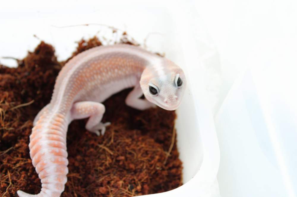 African fat-tailed gecko Pet only Hemitechonyx caudicinctus 