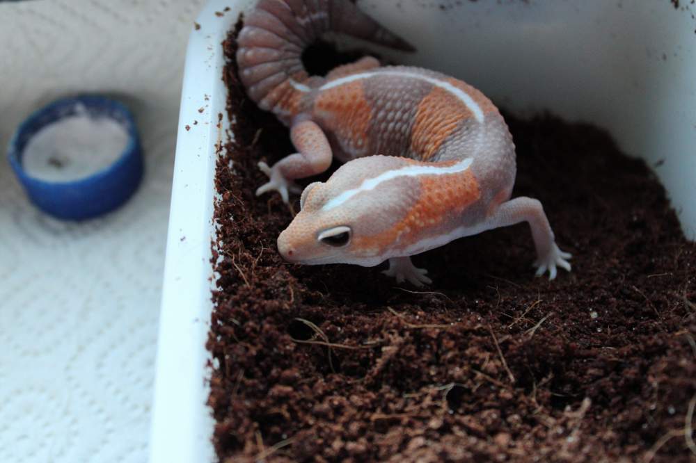 African fat-tailed gecko Breeder Hemitechonyx caudicinctus 