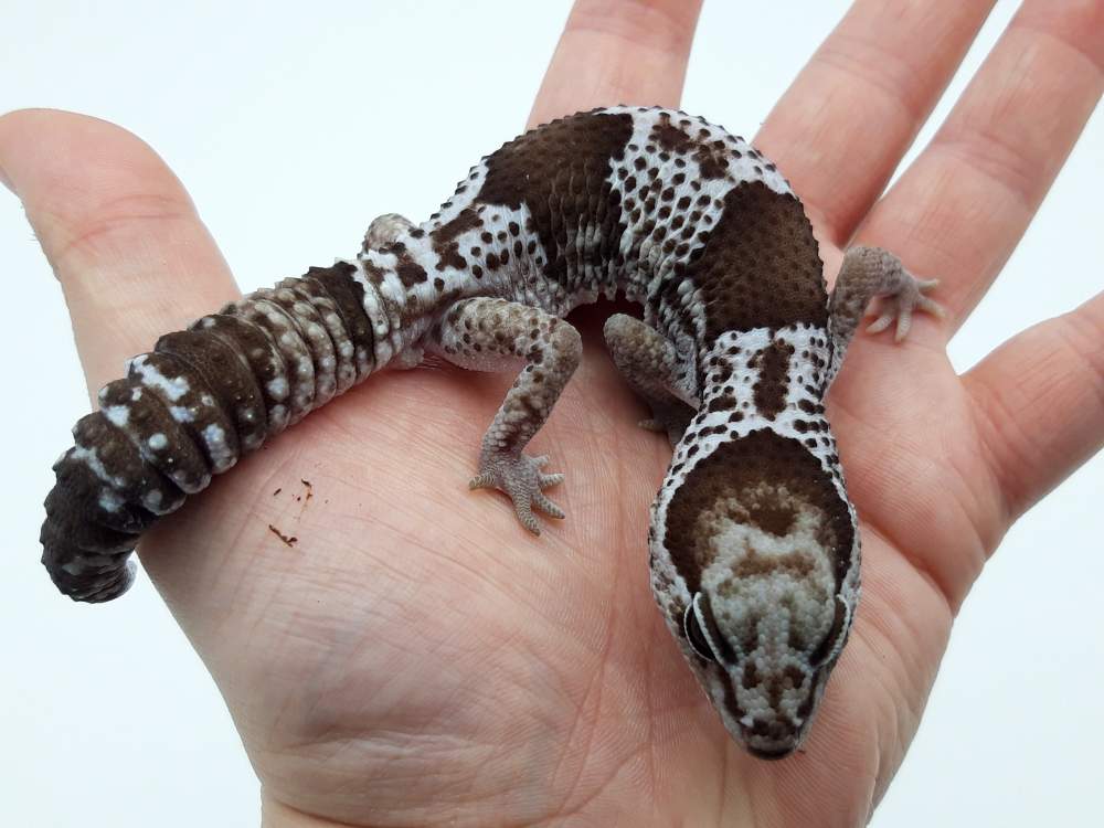 African fat-tailed gecko Breeder Hemitechonyx caudicinctus 