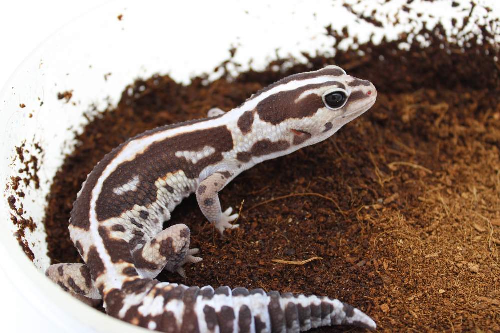 African fat-tailed gecko Breeder Hemitechonyx caudicinctus 