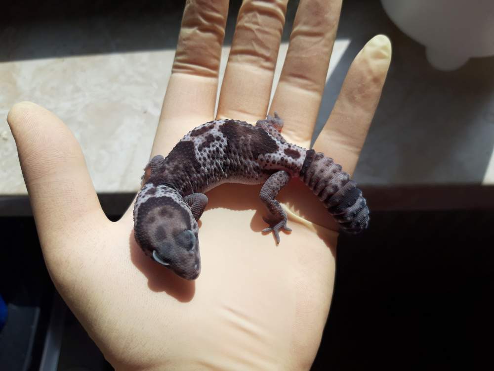 African fat-tailed gecko Breeder Hemitechonyx caudicinctus 