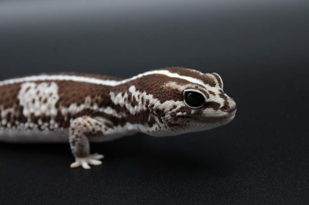 African fat-tailed gecko Breeder Hemitechonyx caudicinctus 