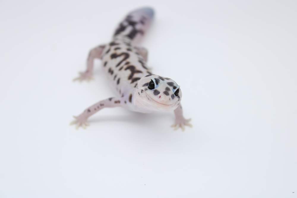 African fat-tailed gecko Breeder Hemitechonyx caudicinctus 