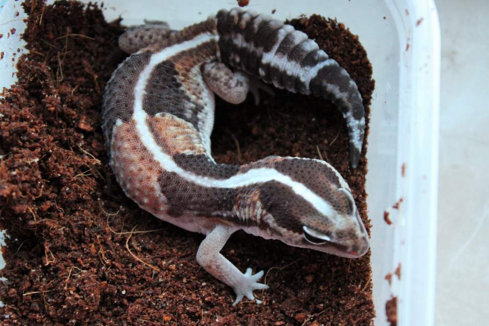 African fat-tailed gecko Breeder Hemitechonyx caudicinctus 