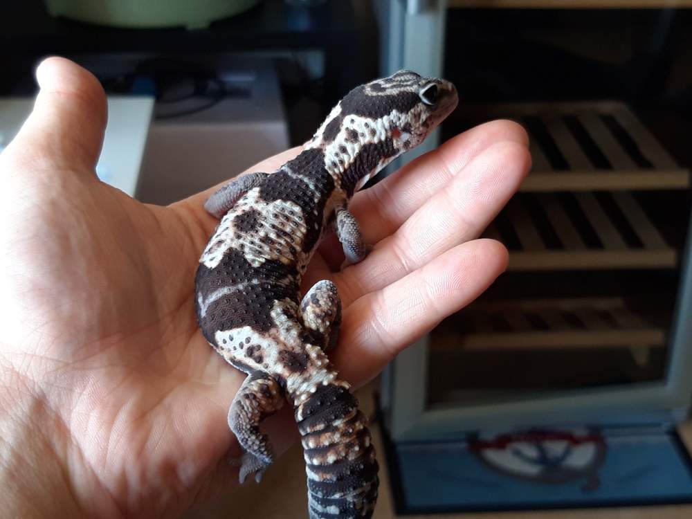 African fat-tailed gecko Breeder Hemitechonyx caudicinctus 