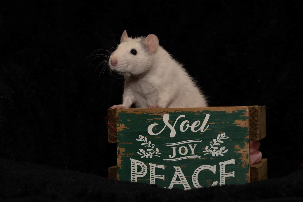 Fancy rat Pet only Rattus norvegicus United States, West Palm Beach