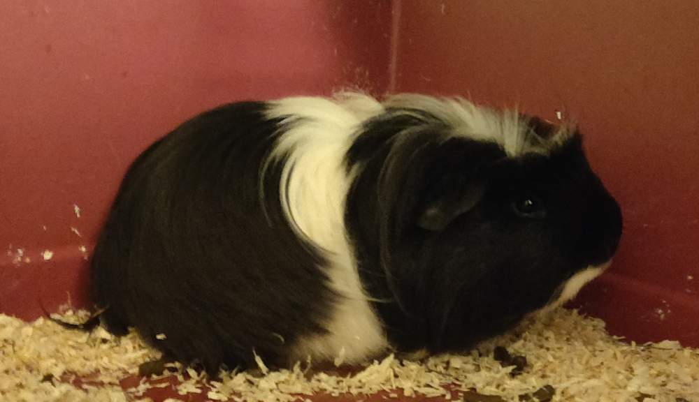 Coronet guinea pig Pet only Cavia porcellus Germany