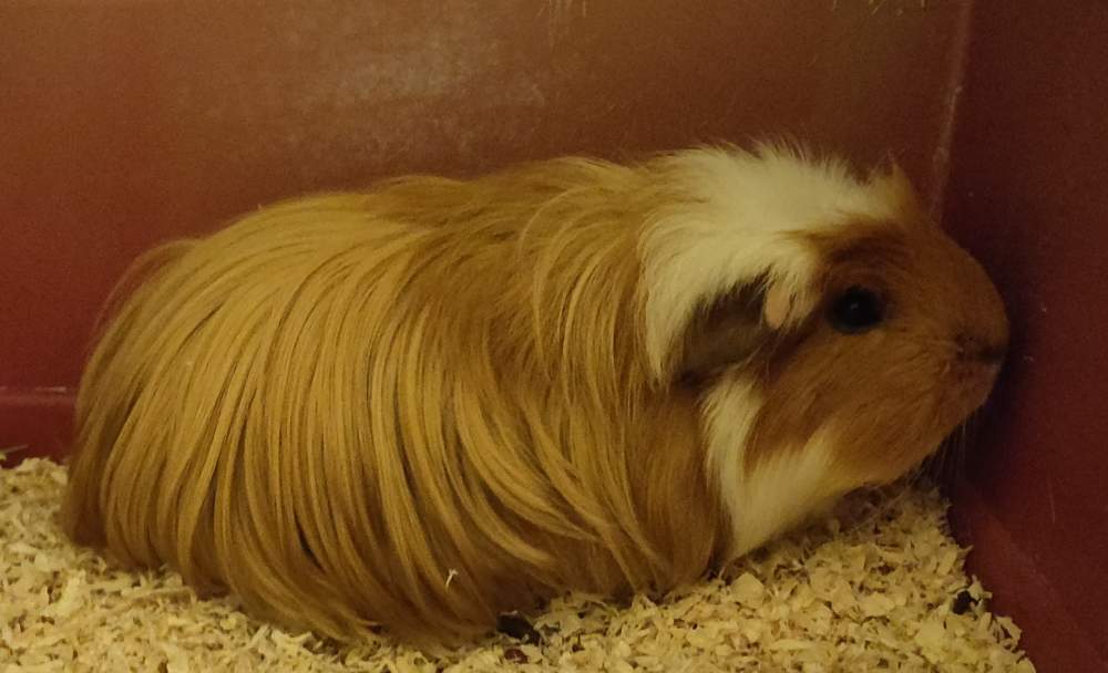 Coronet guinea pig Pet only Cavia porcellus Germany