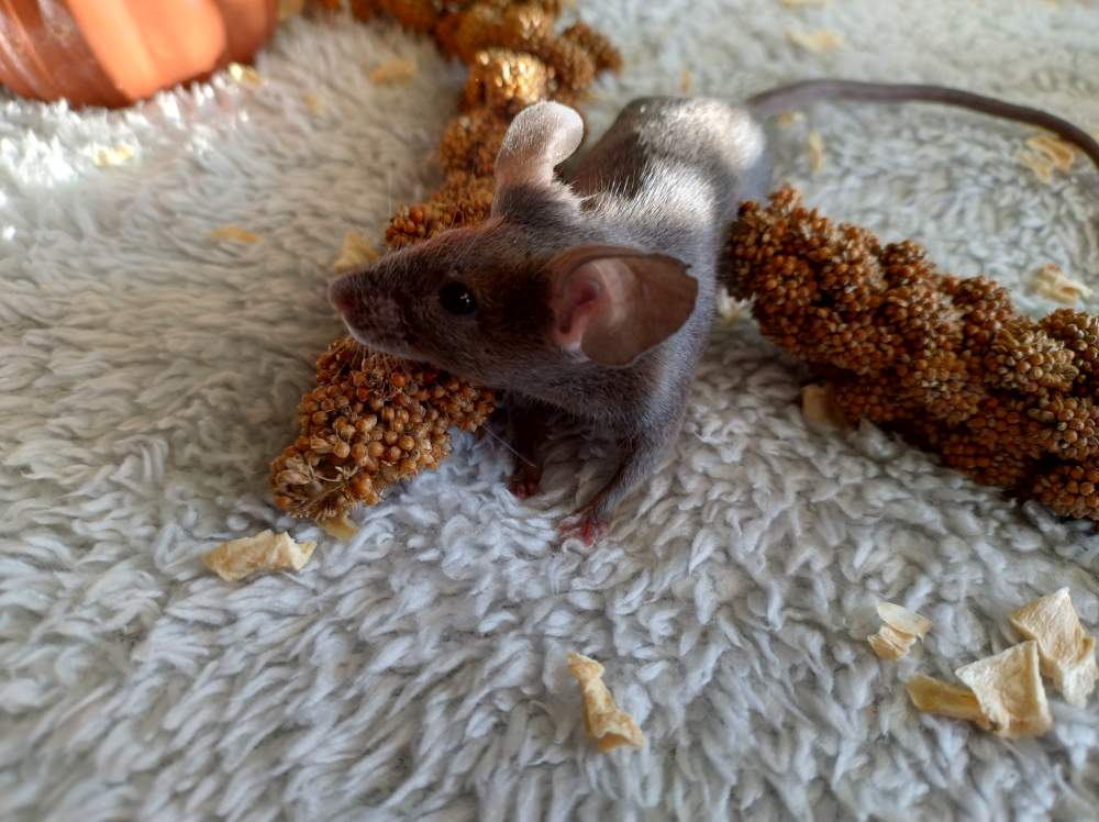 Fancy mouse Deceased Mus musculus 