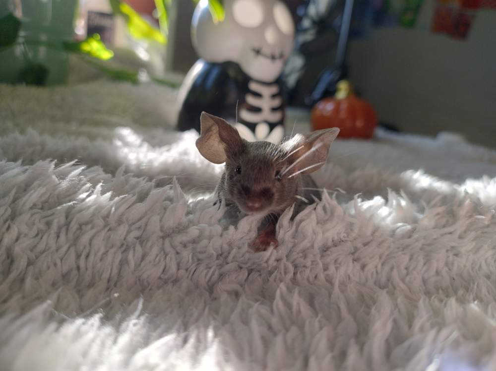 Fancy mouse Deceased Mus musculus 