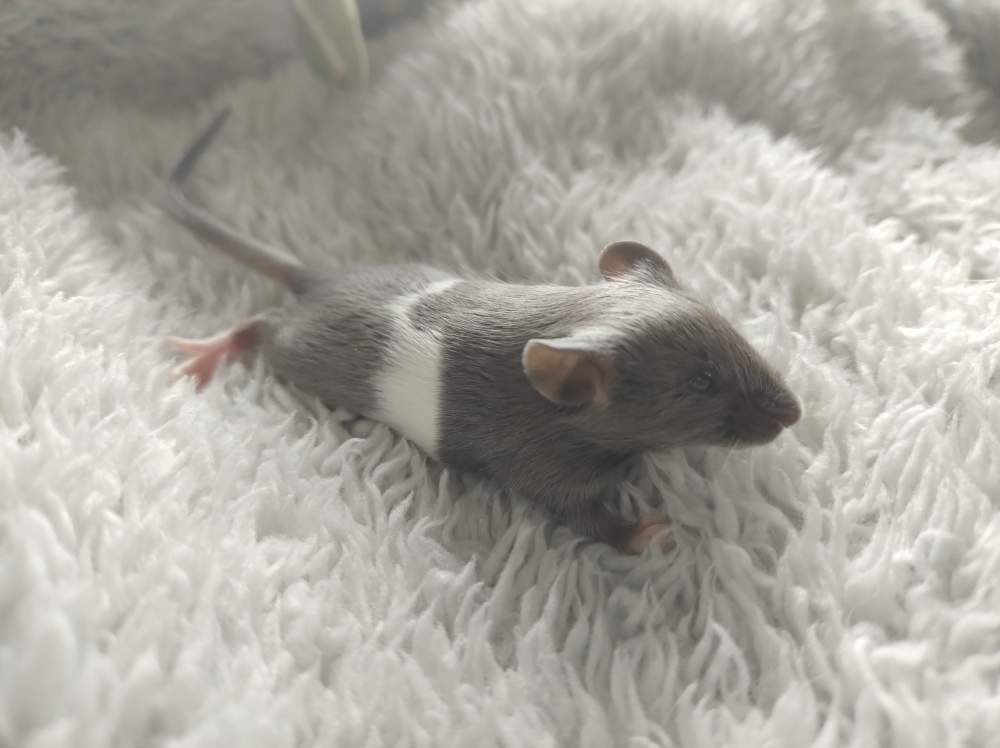 Fancy mouse Pet only Mus musculus 