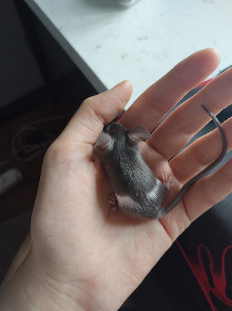 Fancy mouse Pet only Mus musculus 