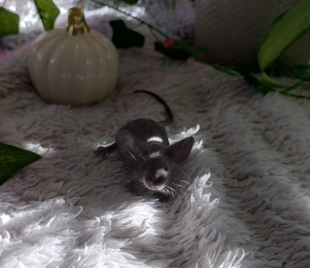 Fancy mouse Owned by other Mus musculus 