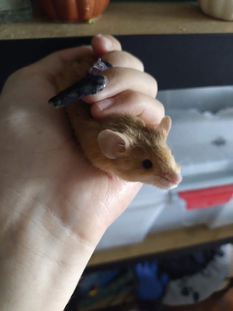 Fancy mouse Breeder Mus musculus 