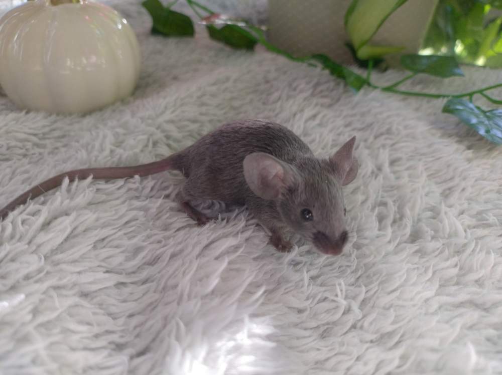 Fancy mouse Breeder Mus musculus 