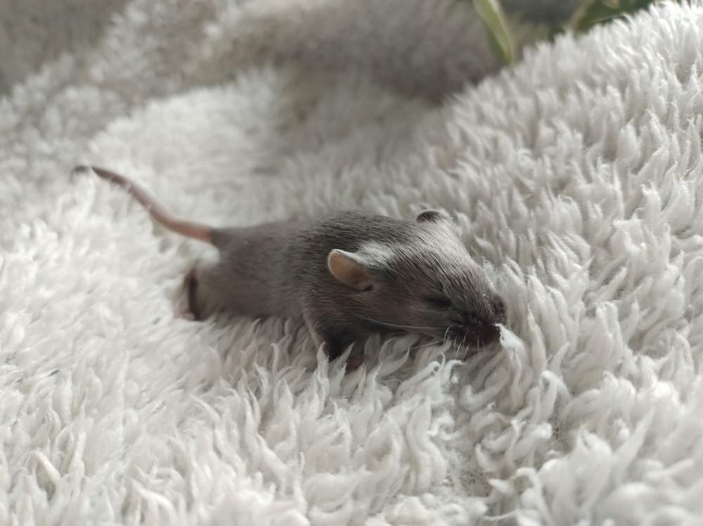Fancy mouse Deceased Mus musculus 