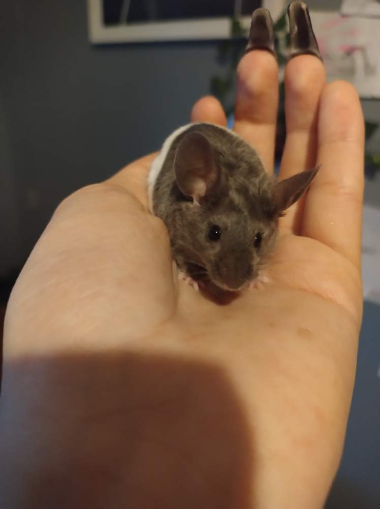 Fancy mouse Breeder Mus musculus 