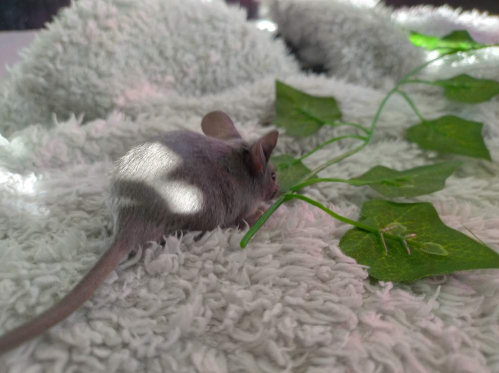 Fancy mouse Rehomed Mus musculus 