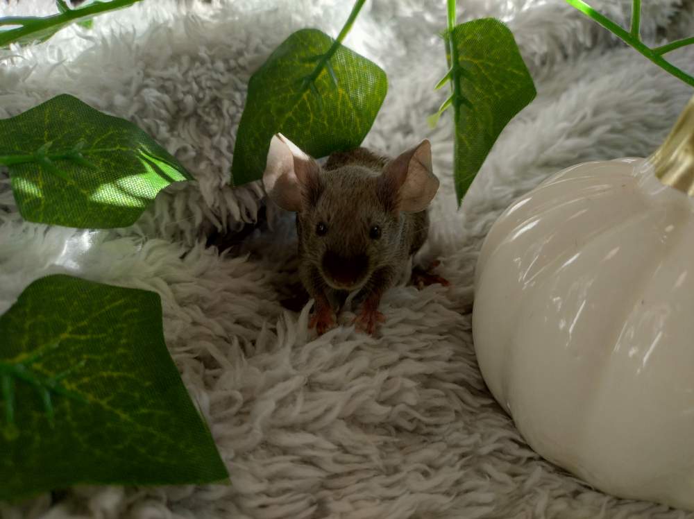 Fancy mouse Deceased Mus musculus 