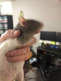 Fancy rat Retired Rattus norvegicus United States, Omaha