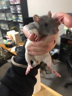 Fancy rat Breeder Rattus norvegicus United States, Omaha