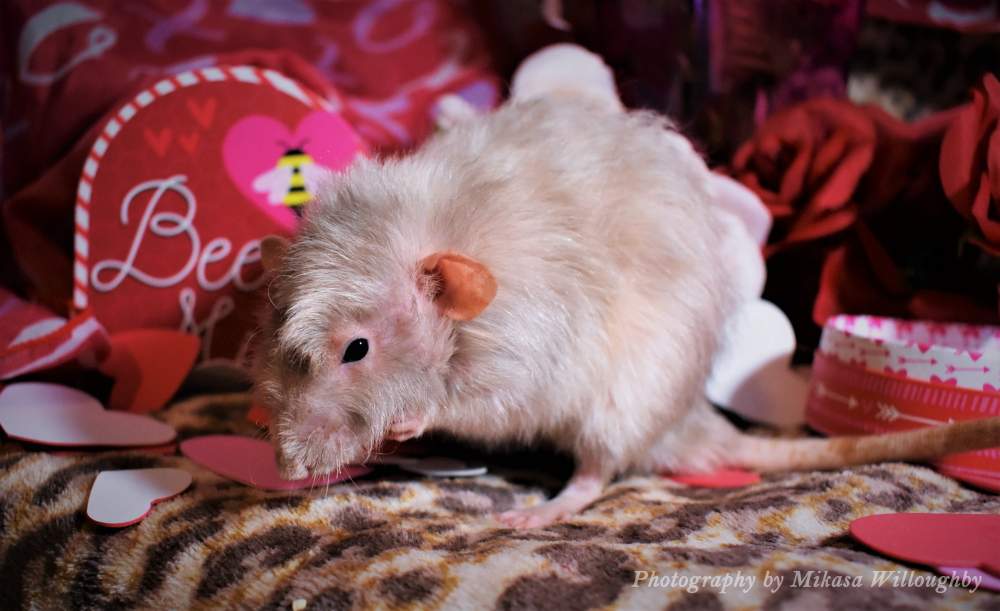 Fancy rat Breeder Rattus norvegicus United States, Lexington