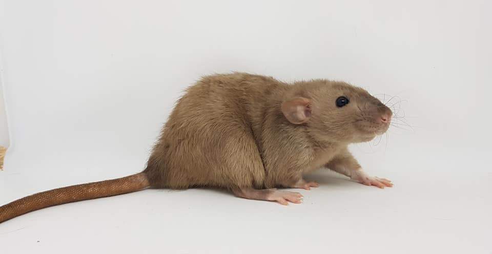 Fancy rat Breeder Rattus norvegicus 