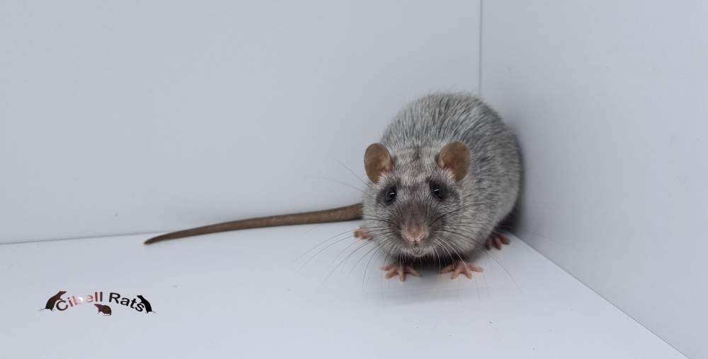 Fancy rat Breeder Rattus norvegicus 