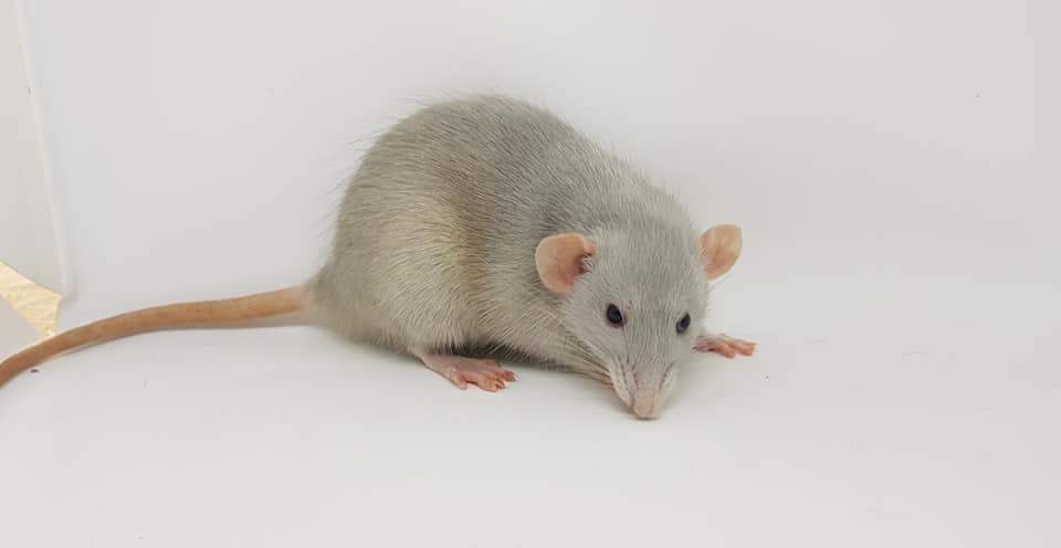 Fancy rat Pet only Rattus norvegicus 