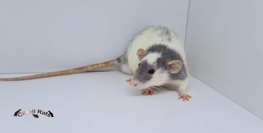 Fancy rat Breeder Rattus norvegicus 