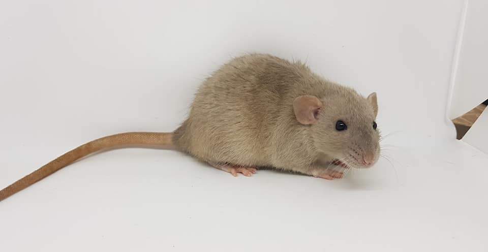 Fancy rat Breeder Rattus norvegicus 