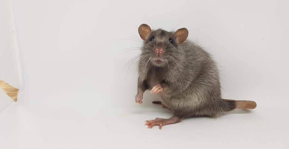 Fancy rat Breeder Rattus norvegicus 