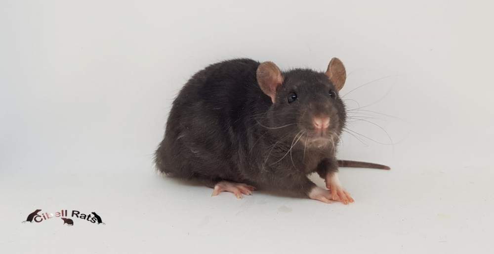 Fancy rat Pet only Rattus norvegicus Denmark