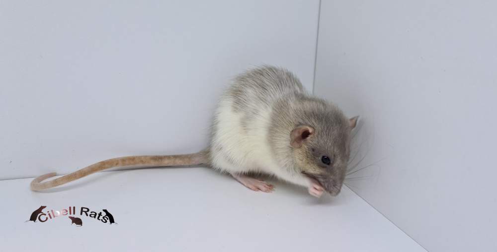 Fancy rat Breeder Rattus norvegicus 