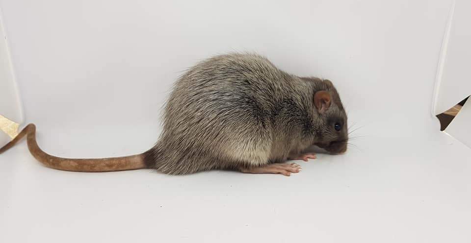 Fancy rat Breeder Rattus norvegicus 