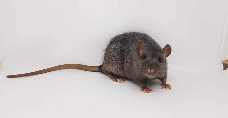 Fancy rat Breeder Rattus norvegicus 