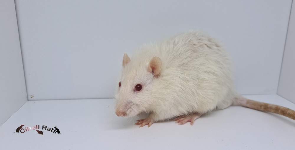 Fancy rat Pet only Rattus norvegicus 