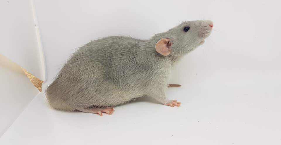 Fancy rat Breeder Rattus norvegicus 