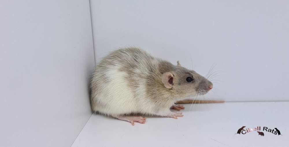 Fancy rat Breeder Rattus norvegicus 