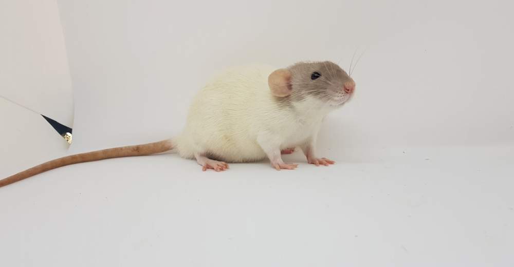 Fancy rat Breeder Rattus norvegicus 