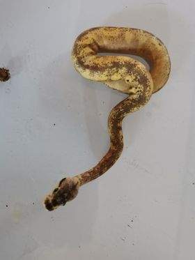 Ball python Breeder Python regius 