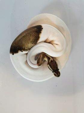 Ball python Breeder Python regius 