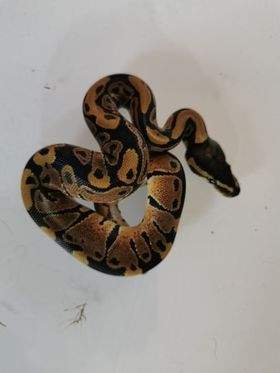 Ball python Available for rehoming Python regius 