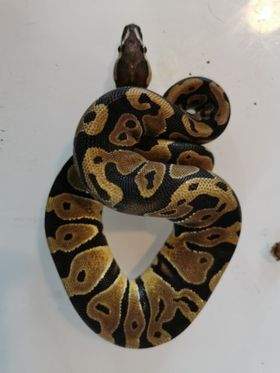 Ball python Breeder Python regius 